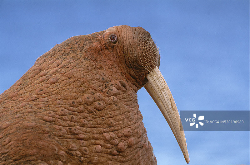 太平洋海象图片素材