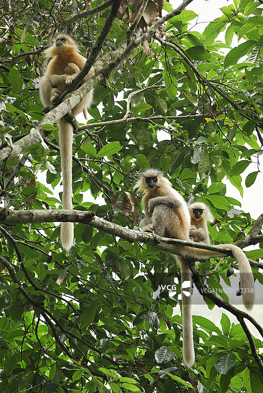 栖息在树上的金叶猴图片素材