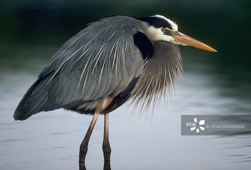 带有繁殖羽毛的苍鹭图片素材