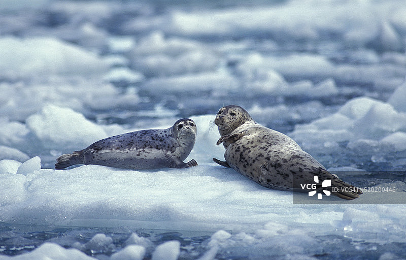 冰上的海豹图片素材