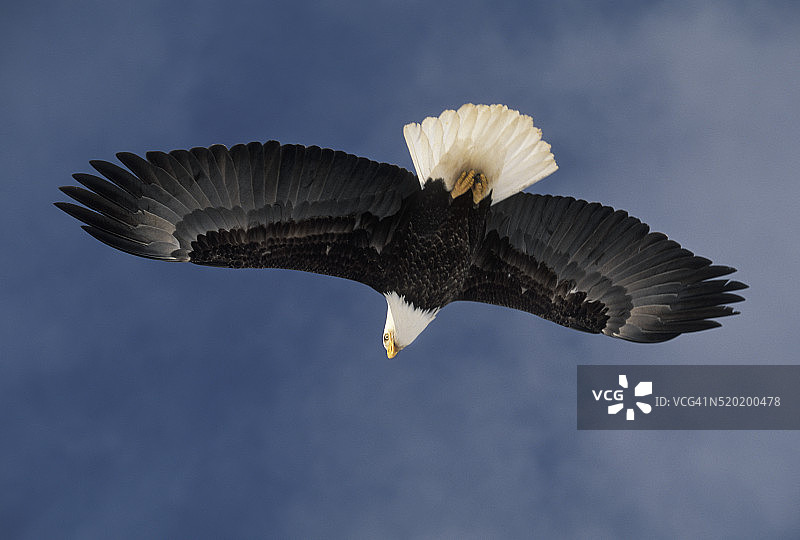 白头海雕飞行展示精细羽毛细节图片素材