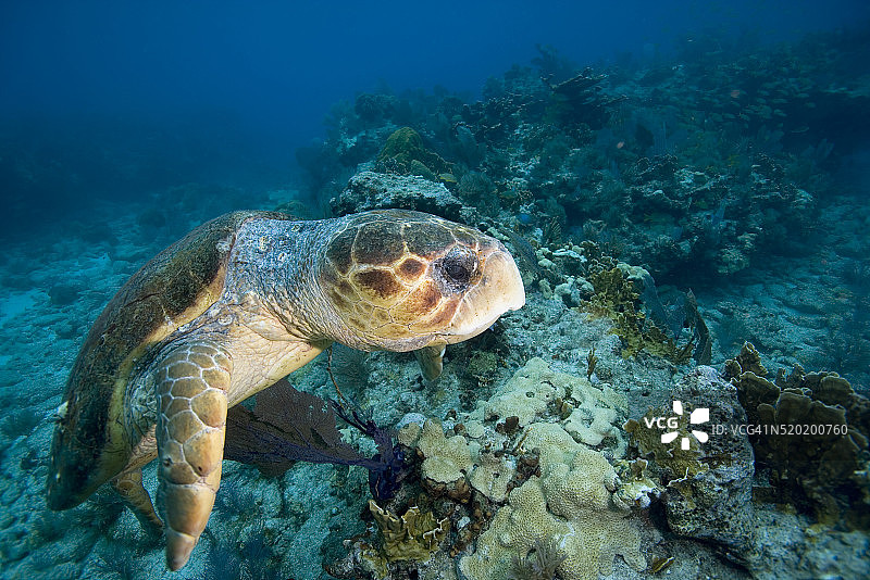 珊瑚礁上的红海龟图片素材