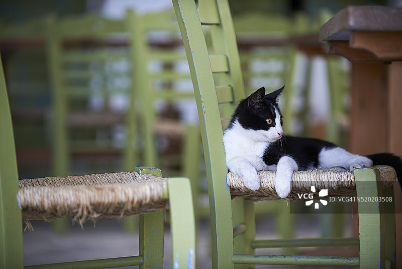 希腊基克拉泽斯群岛的街猫图片素材