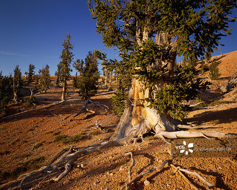 扭曲的狐尾松图片素材
