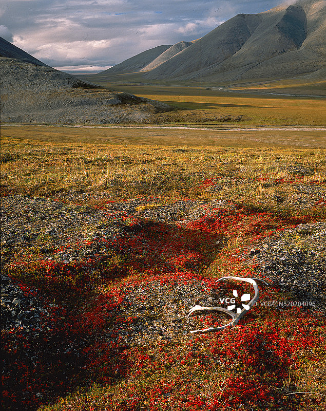 萨德勒ochit山脉中的北美驯鹿角图片素材