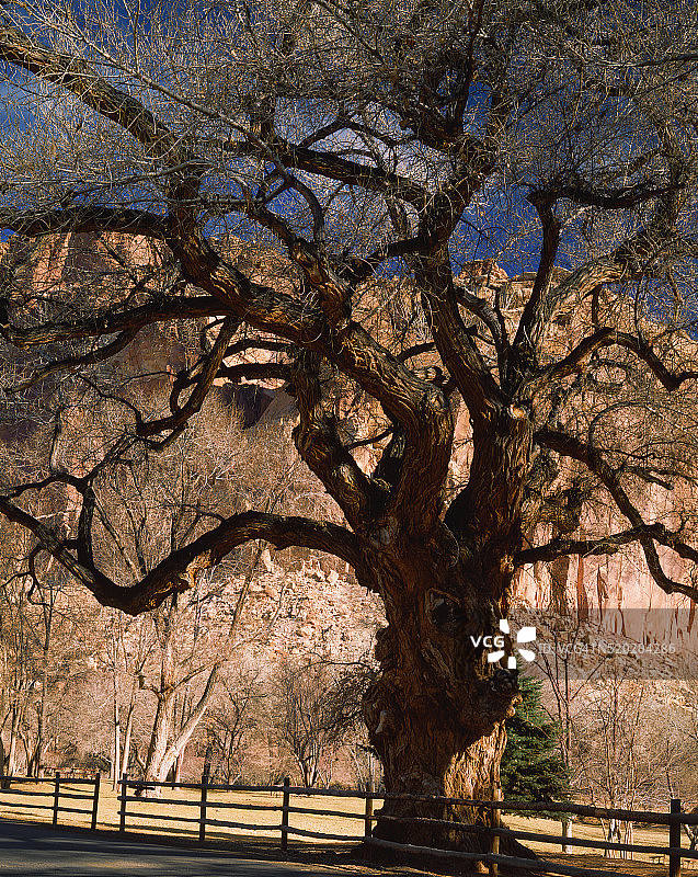 国会礁国家公园的棉白杨图片素材