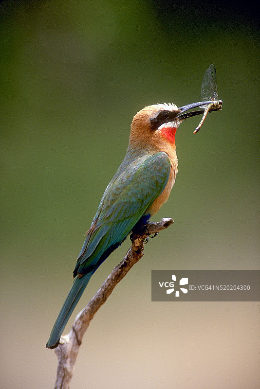 蜂虎捕食蜻蜓图片素材