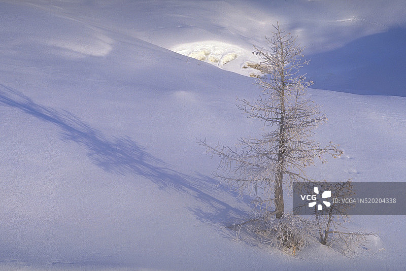 冬季里枯死的松树图片素材