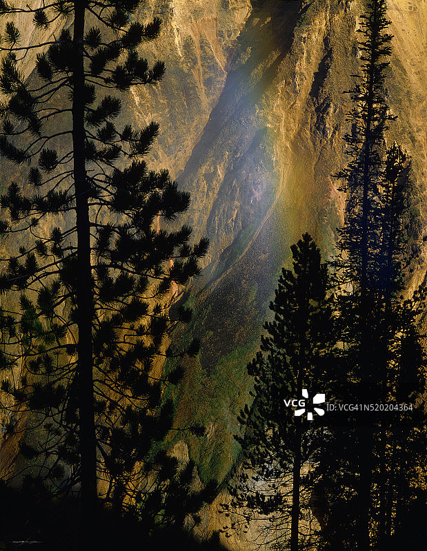 矮松背后的彩虹图片素材