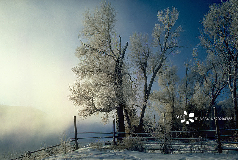 黑棉白杨树图片素材