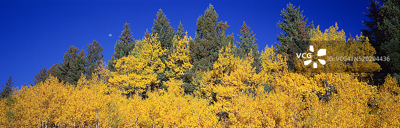 博尔德山附近的秋季森林图片素材