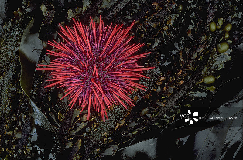 红海胆和海带图片素材