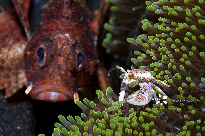 颊斑蝎子鱼观察海葵上的瓷蟹图片素材
