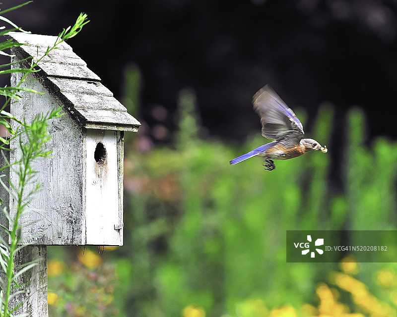 蓝色知更鸟筑巢图片素材