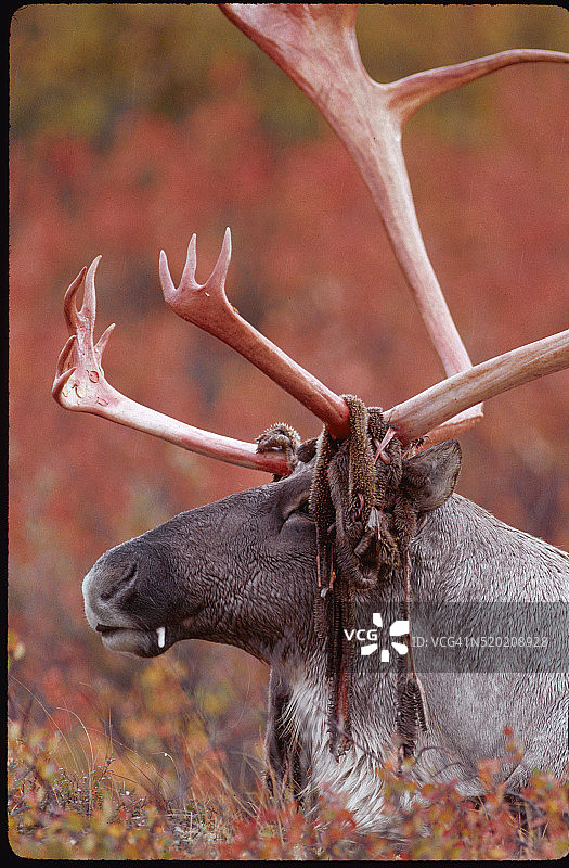 雄性北美驯鹿图片素材