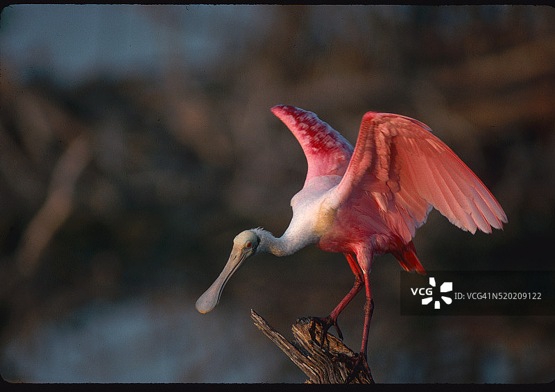 展翅飞翔的琵鹭图片素材