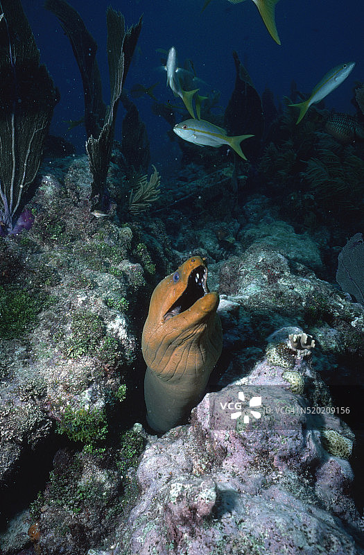 绿海鳗图片素材
