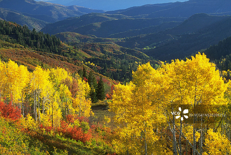 犹他山谷的白杨和常青树图片素材