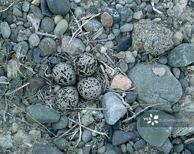 Killdeer 鸟巢和鸟蛋图片素材
