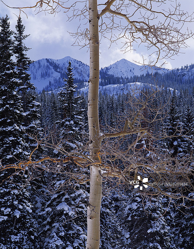 光秃秃的白杨和云杉森林图片素材