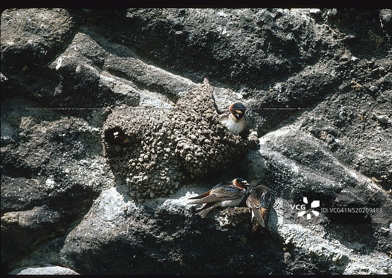 崖燕筑巢图片素材