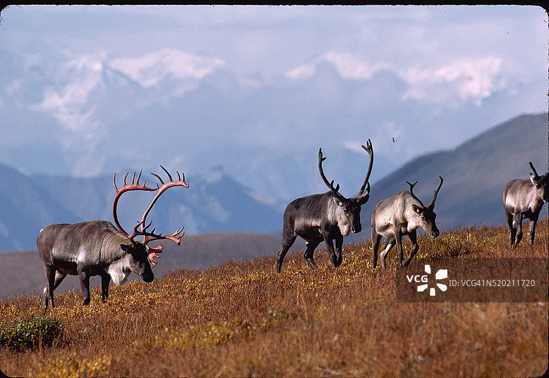 雄性北美驯鹿图片素材