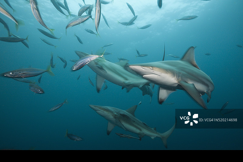 黑鳍鲨，南非印度洋阿里瓦尔沙洲图片素材