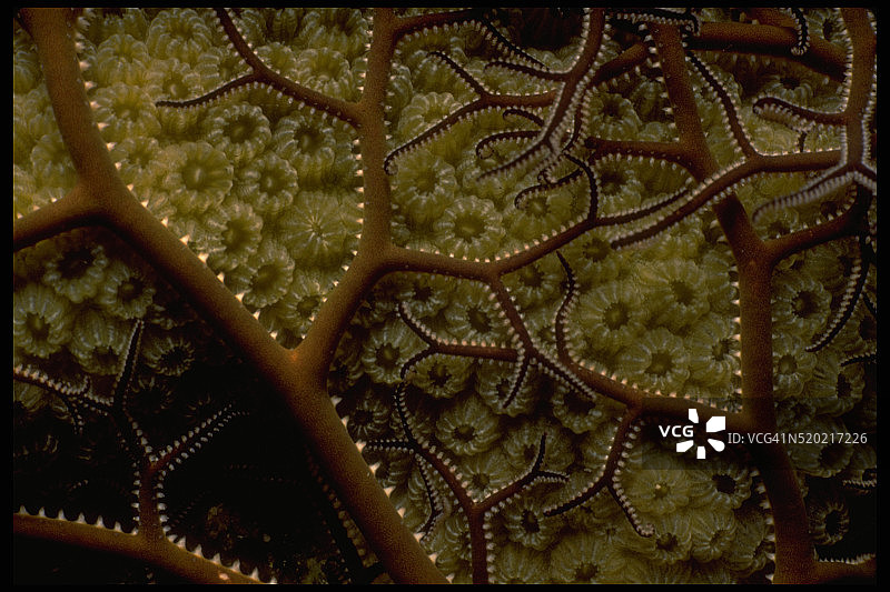 海蛇尾和星珊瑚图片素材