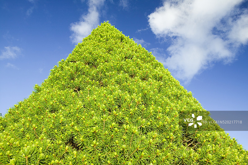 在霍勒希德花园中生长的针叶灌木图片素材