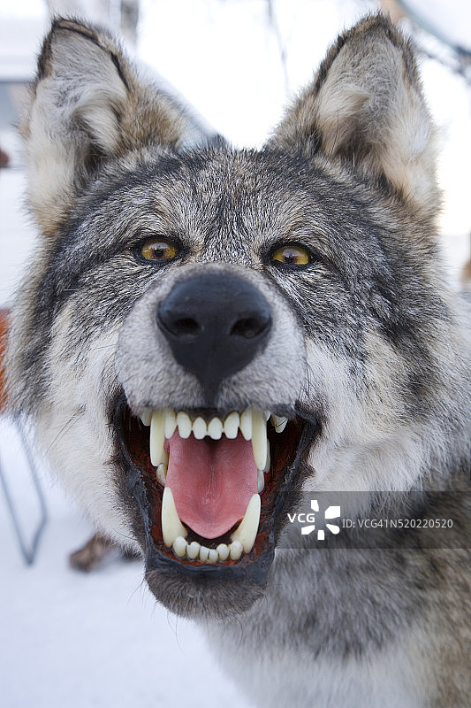 咆哮的灰狼图片素材