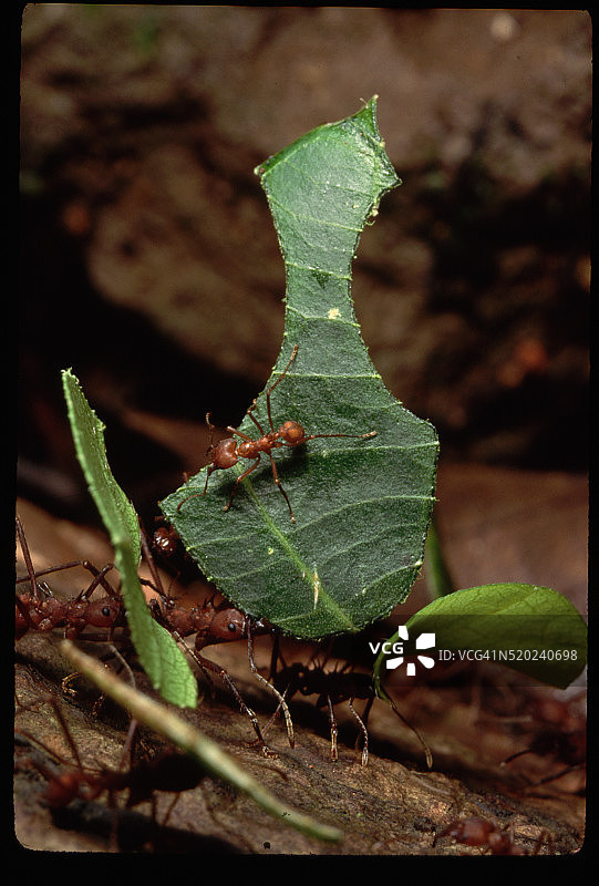 搬运叶子的切叶蚁图片素材