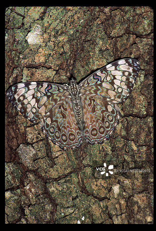 停留在树皮上的拟树皮蝴蝶图片素材