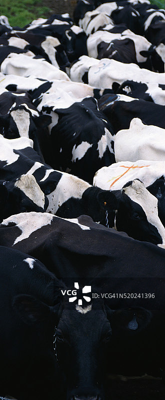 根西岛乳牛图片素材