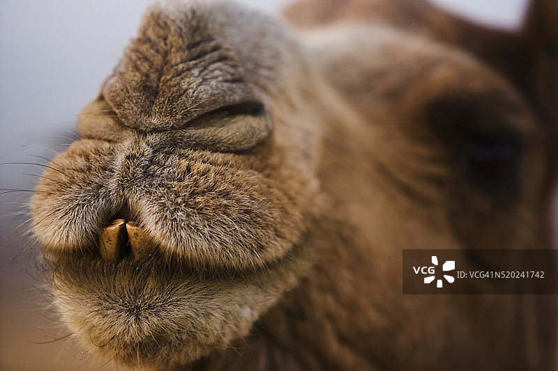 骆驼嘴部特写图片素材
