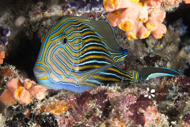 帕劳，密克罗尼西亚的幼年蓝扳机鱼 (Pseudobalistes fuscus)图片素材