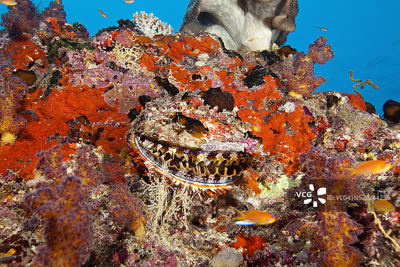 多刺牡蛎，马尔代夫图片素材
