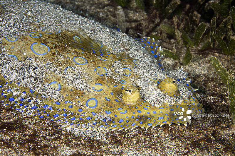 加勒比海的孔雀比目鱼图片素材