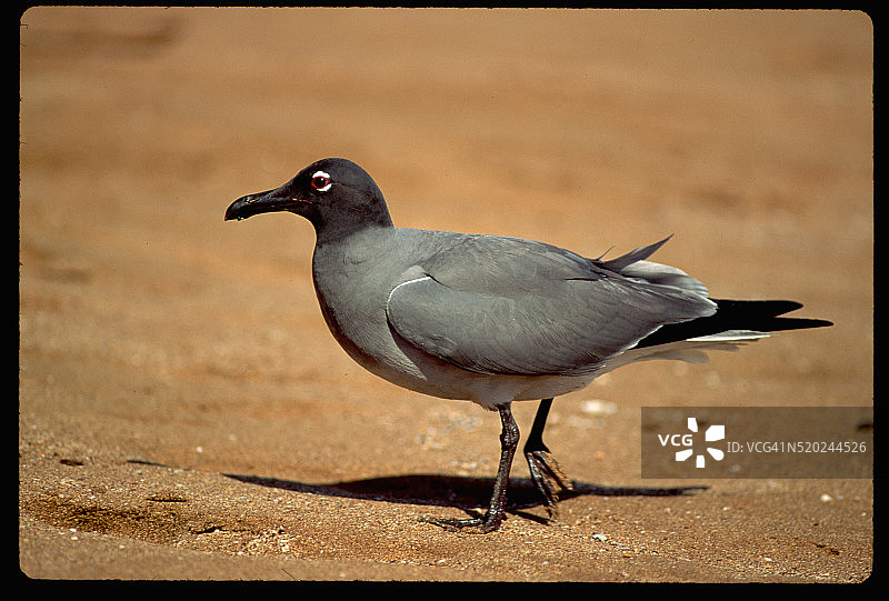 熔岩鸥图片素材