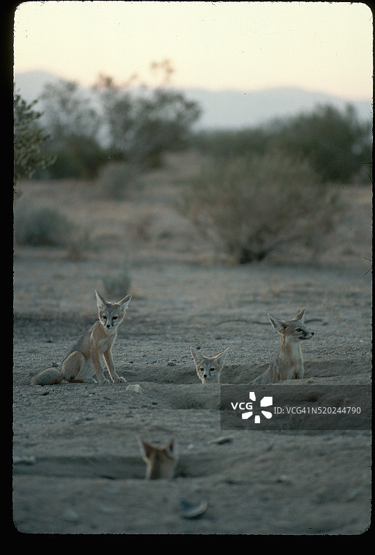 沙漠小狐狸（Vulpes macrotis arsipus）在洞穴中图片素材