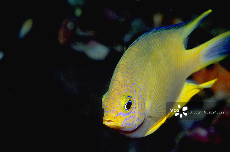 金色豆娘图片素材