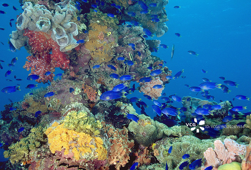 双色仙女鲈图片素材