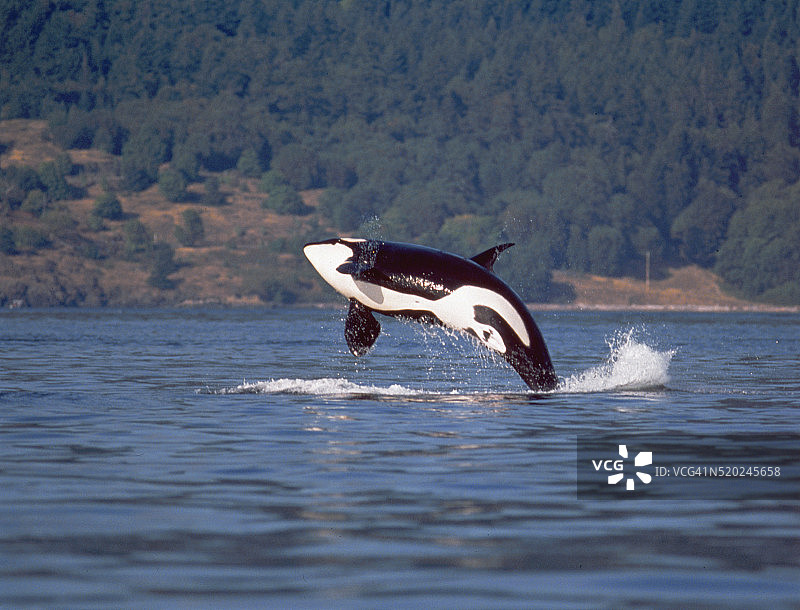 跃出水面的虎鲸图片素材