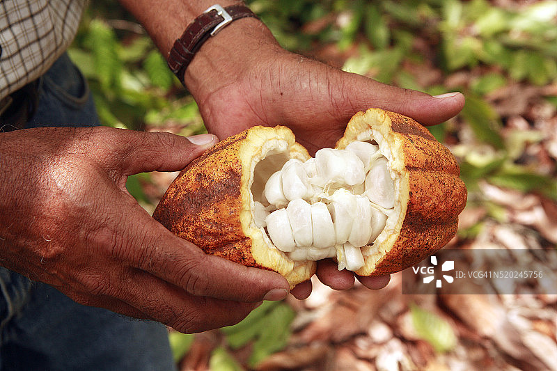 农民拿着千里达可可品种图片素材