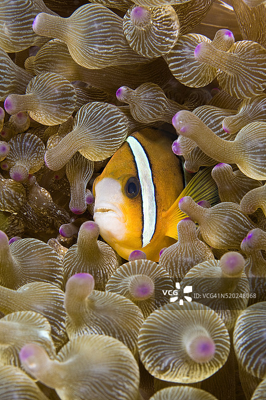 克拉克双锯鱼图片素材