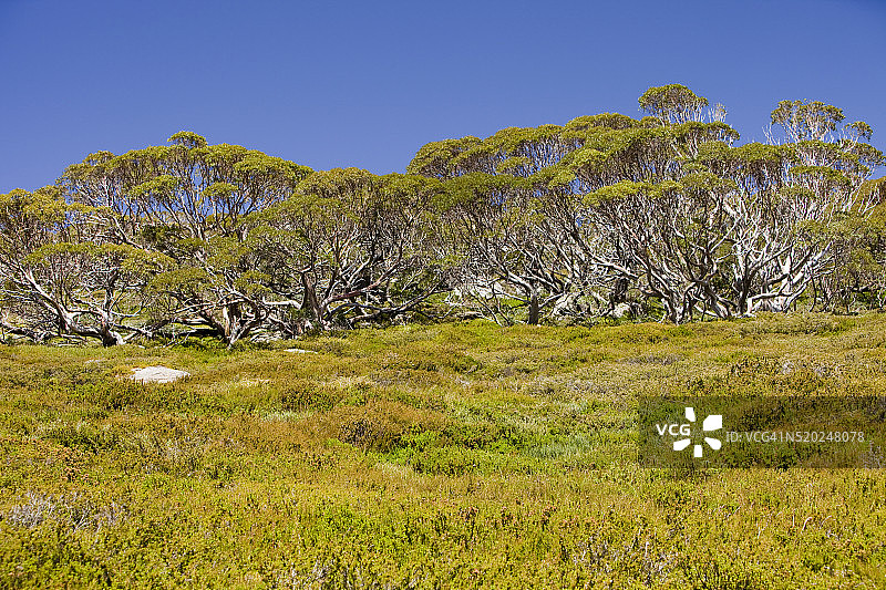 澳大利亚雪山中的雪桉树图片素材