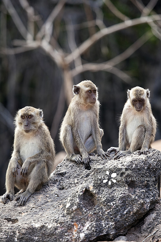 三只长尾猕猴图片素材