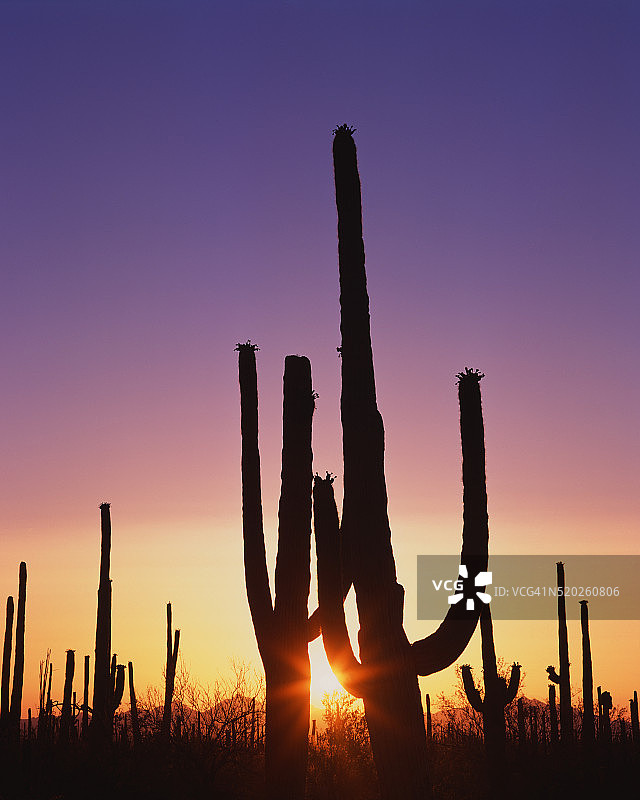 日落时分的巨人柱仙人掌图片素材