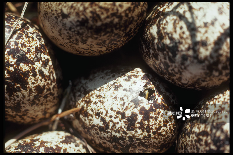 雷鸟雏鸟破壳而出图片素材