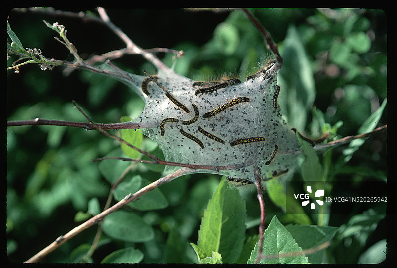 在茧上爬行的幕帐毛虫图片素材