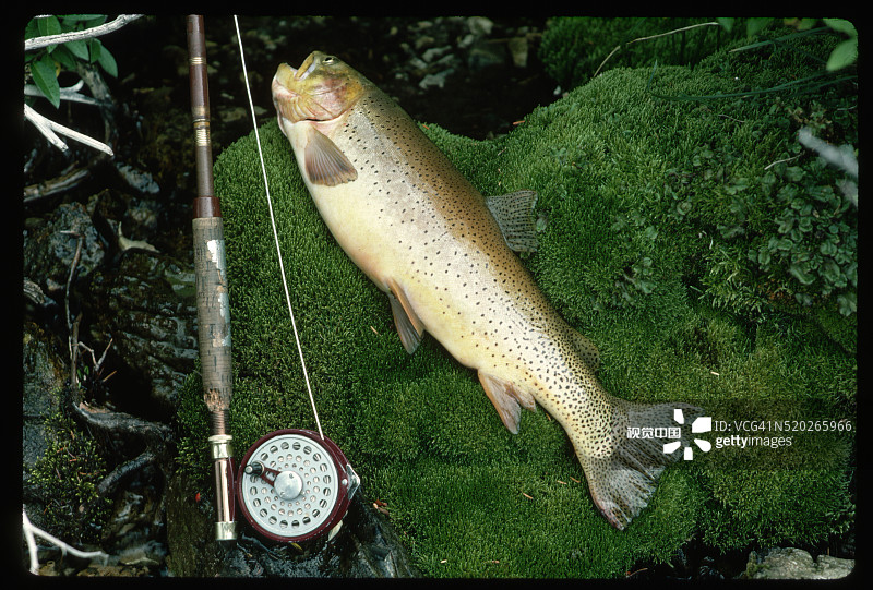钓鱼竿和金喉鳟图片素材